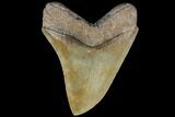 Serrated, Fossil Megalodon Tooth - Collector Quality #86272-2